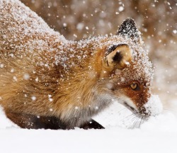beautiful-wildlife:  Fox First Snow by Roeselien Raimond