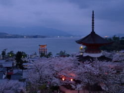 ourbedtimedreams:    Today’s Itsukushima shrine and Sakura by Mika    
