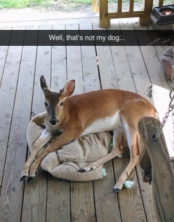 is-earned-not-given:  sultana-bran:  jesselaceypanties:  whose dog is it?  It’s not a dog it’s a kangaroo  99% sure that’s not a kangaroo 