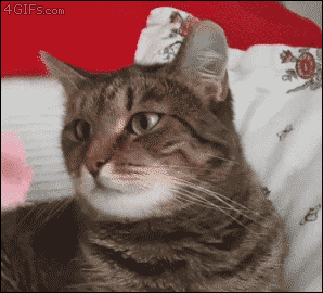 4gifs:  Flower causes cat to malfunction. [video]