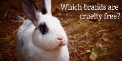 kibacake:  comeonpeacetrain:  fogblogger:  NYX and The Body Shop are owned by L’Oreal, which tests on animals. MAC, Smashbox, Bobbi Brown, Aveda, Urban Decay are owned by Estee Lauder, which tests on animals. Stila conducts 3rd party testing. Tarte