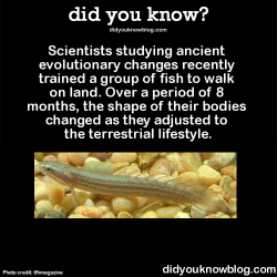 did-you-kno:  Scientists studying ancient evolutionary changes recently trained a group of fish to walk on land. Over a period of 8 months, the shape of their bodies changed as they adjusted to the terrestrial lifestyle. Source