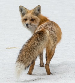 beautiful-wildlife: Red Fox of Silver Gate by Yeates Photography Silver Gate, Montana, USA 