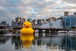 letsbuildahome-fr:  Giant rubber duck thrills Sydney Harbor     Sydney Festival’s giant Rubber Duck installation, Darling Harbour, Australia on Wednesday, Jan. 3, 2013. This is the latest incarnation of artist Florentijn Hofman’s famous oversized