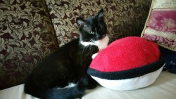 autisticsouda:  I walked in on my cat cuddling a pokeball pillow. pokemon master in the making. follow ur dreams. 