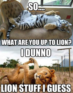 funnyandhilarious:  He Is Just Lion AroundFunny SMS »Funny Pics »