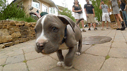 &lt;  p&gt;   ah yes, the most terrifying and aggressive dog ever: the pitbull 