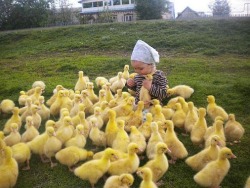 theturkishmarch:  ketchupbot:  look at all those chickens  Those are ducks