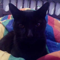 Buenas noches #blackcat #cat