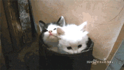 somepretty-things:  boo-author:  fluffmugger:  beckyblackbooks:  Yawns are catching. Even when you’re kittens in a bucket.  OH GOD THERE ARE THREE OF THEM  The mythical kittydra!  