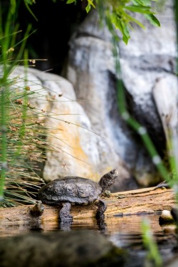 montereybayaquarium:  Happy Friday! Our weekend to-do list is inspired by our Western pond turtles:1. Locate comfy spot in the sun2. 😴
