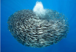 all-thats-interesting:Otherworldly Photos Of Schooling FishFor the rest of the photos, click here.