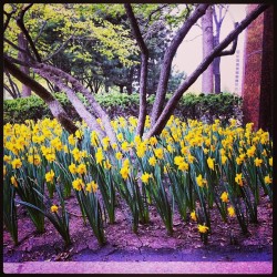Lean wit it! #tulips #flowers #springtime #pretty