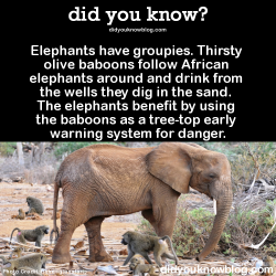 did-you-kno:  Elephants have groupies. Thirsty olive baboons follow African elephants around and drink from the wells they dig in the sand. The elephants benefit by using the baboons as a tree-top early warning system for danger.  Source