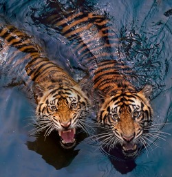 beautiful-wildlife:  Tiger Couple by Robert Cinega 
