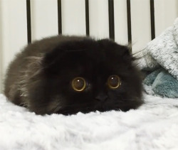 anonymoustypewriter:  sprinklesobourbon:  Oh I want this little guy so fluffy  What the fuck is this fuvking big eyes poof of floof 