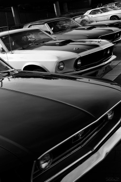 sssz-photo:  Mustang