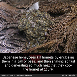eldu: endinaend:  phlvl:  therothwoman:  mindblowingfactz: European honeybees have no innate defense against the hornets, which can rapidly destroy their colonies. Although a handful of Asian giant hornets can easily defeat the uncoordinated defenses