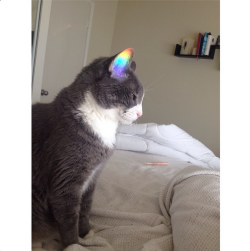 alldayinasweater:  lezbhonest:  awwww-cute:  Today I caught the rainbow in my cat’s ear  all my years of blogging have led me to this moment i can officially close now   Its a gay cat