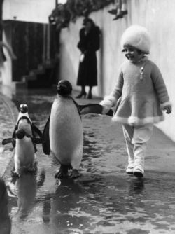 workaholiccoffeeaddict:  zoemonster200: sixpenceee:  A little girl holds a penguin’s flipper as they walk together around the London Zoo in 1937.  I wish that was me   I WANNA HOLD A PENGUIN FLIPPER 🐧🐧🐧🐧