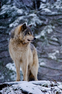 wolverxne:  Timber Wolf ~ by: Michael Cummings 