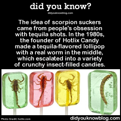 did-you-kno:  The idea of scorpion suckers came from people’s obsession with tequila shots. In the 1980s, the founder of Hotlix Candy made a tequila-flavored lollipop with a real worm in the middle, which escalated into a variety of crunchy insect-filled