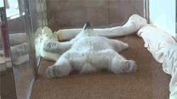 sizvideos:  Watch this baby polar bear getting very comfy in bed 