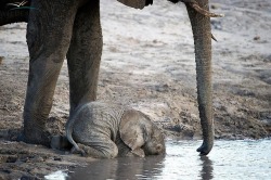wildeles:  Baby elephant drinking. When they are this young, they don’t yet know how to use their trunks to drink water.   Eeeeeee