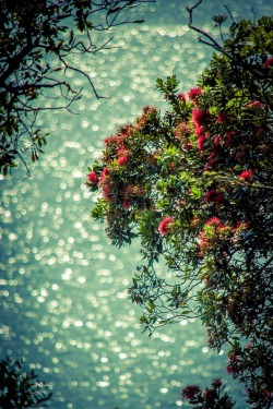 thejelliedfish:Have a Happy Xmas Everyone!! The Pohutakawa tree pictured above is a coastal plant native to New Zealand. It’s nicknamed the “New Zealand Xmas Tree” due to its pretty red flowers blooming in late December.