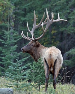 bchighlander:  always thinking about elk   That’s a gorgeous bull! 😍