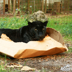 mentalalchemy:  bigcatrescue:  BIG cats love boxes too!  That black jaguar looks absolutely overjoyed! 