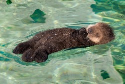 montereybayaquarium:  Help keep an otter happy! It’s not too late for California residents to “check the box” on state tax forms to help save sea otters. The fund supports researchers and partners trying to understand the issues facing the threatened