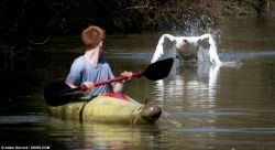taggthewanderer:  unexplained-events:  Tyson the Swan Tyson will attack you if you come within a two-mile stretch of the Grand Union Canal in Bugbrooke, Northamptonshire. Joe Davies learned this the hard way and capsized. SOURCE  There are swans who
