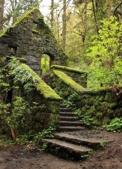 Stone House (aka Witches Castle) in the towering pine trees in Forest Park, near downtown Portland Oregon. Covered in green lichen, moss, and ferns. An abandoned structure from the early-1900&rsquo;s. Photo by Laurelhill