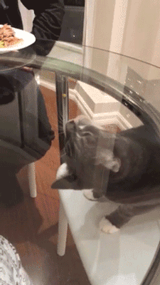 onlylolgifs:  Cat trying to eat a pea 