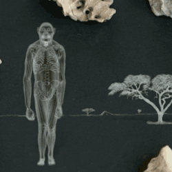 pbstv:  Meet Lucy, a 3.2 million-year-old ancestor of ours. Though she looks like an ape, her knees were close together, just like a human’s! That positioned her feet directly under her body and made walking easier. 
