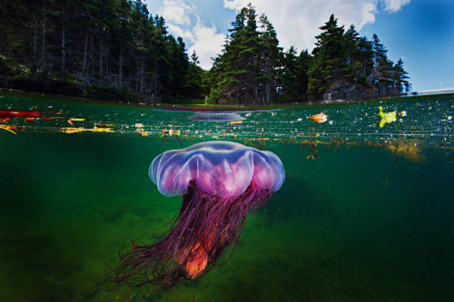 blondebrainpower:Lion’s Mane Jellyfish, Bonne Bay Fjord, Gros Morne National Park, Newfoundland, Canada, 2012Photographer David Doubilet