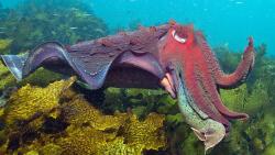 squidscientistas:  Guys I think it’s time to talk about my favorite cuttlefish, the giant Australian cuttlefish (Sepia apama) Giant Australian cuttlefish gather in huge numbers in the Australian winter to mate.  There are way more males than females