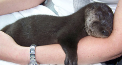 thefingerfuckingfemalefury:  idontlikephysicalcontact:  timereaper:  heavvymetalqueen:  aaaaaaah  I always wanted a pet otter or two.  Or seven  Otter-ly perfect :D I am going to hug each and every one of these little cuties :D 