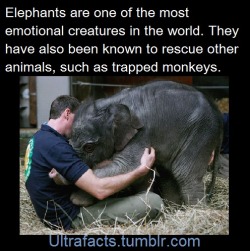 ultrafacts:   Sources: 1 2 3 4 5 6 7 8 9 10   Follow Ultrafacts for more facts   I. Love. Elephants. 
