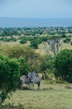 danlophotography:  Dependence | Masai Mara National Park, Kenya