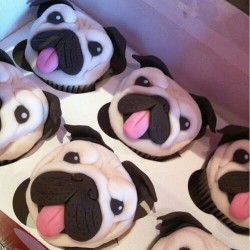 letlifehappenofficial:  #Pupcakes! Too cute! repost from @cupcakegrid #cupcakes #cupcake #dog #dog #puppy #pup #cute #eyes #instagood #dogs_of_instagram #pet #pets #animal #animals #petstagram #petsagram #dogsitting #ilovemydog #instagramdogs  #dogstagram