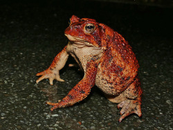 toadschooled:  The stance of a remarkably red American toad [Anaxyrus americanus] spotted in mid-shed on a wet road in North Carolina. Image by Mike Pingleton.