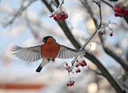 rhamphotheca:  A male Eurasian Bullfinch (Pyrrhula pyrrhula), on its search to find food, flies between ice-crusted branches of a rowan tree in a Moscow suburb, Russia, on 5 January 2011. The freezing rain and heavy snowfalls, which caused many troubles