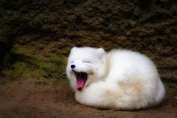worldofthecutestcuties:  Who’s a sleepy arctic fox? (photo by William Doran) 