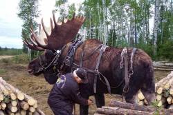 henstomper:  totallynotagentphilcoulson:  sturmtruppen:  ellis-dee:  This guy raised an abandoned moose calf with his Horses, and believe it or not, he has trained it for lumber removal and other hauling tasks. Given the 2,000 pounds of robust muscle,