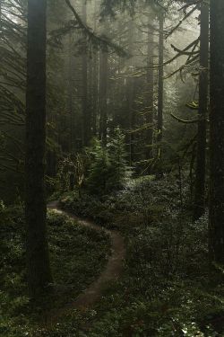 cuiledhwen:Misty forest at Silverton falls area, Oregon door Anna Calvert Photography op Flickr