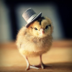 catsbeaversandducks:  Baby Chicks with Tiny HatsBecause we need more baby chicks with tiny hats in this world.(images via chicks in hats)  This is the best.