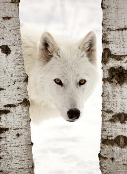 beautiful-wildlife:  Arctic Wolf by Mark Duffy