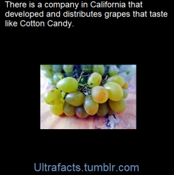 ultrafacts:    The Cotton Candy Grape: A Sweet Spin On Designer Fruit    “When it pops in your mouth, the first impression is a rush of cotton candy flavor,” says Spencer Gray, a personal chef in Culver City and blogger at Omnivorous who has sampled